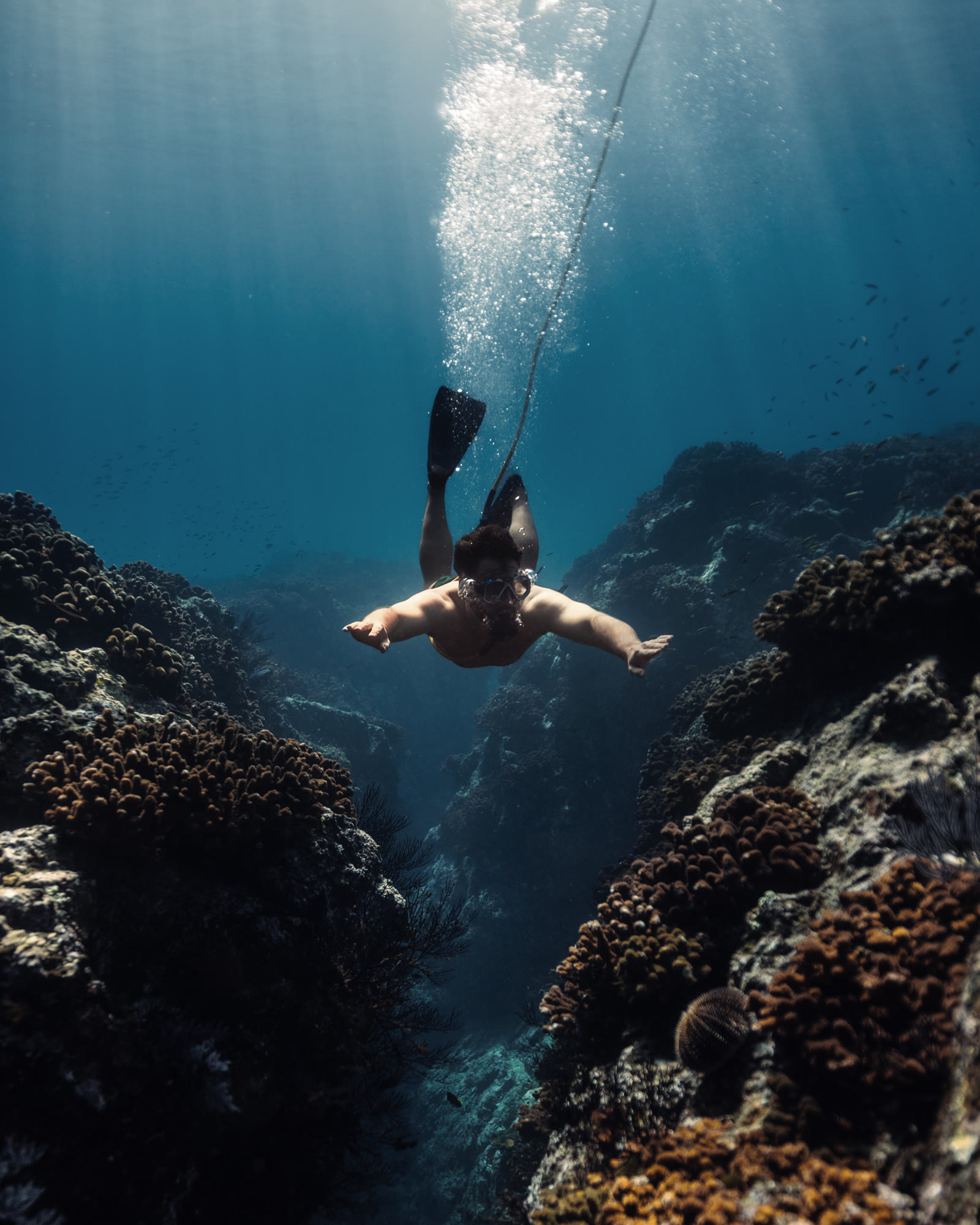 Freediving the reef · Four Seasons Los Cabos